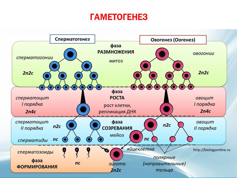 Гаметогенез