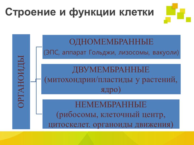 Строение и функции клетки