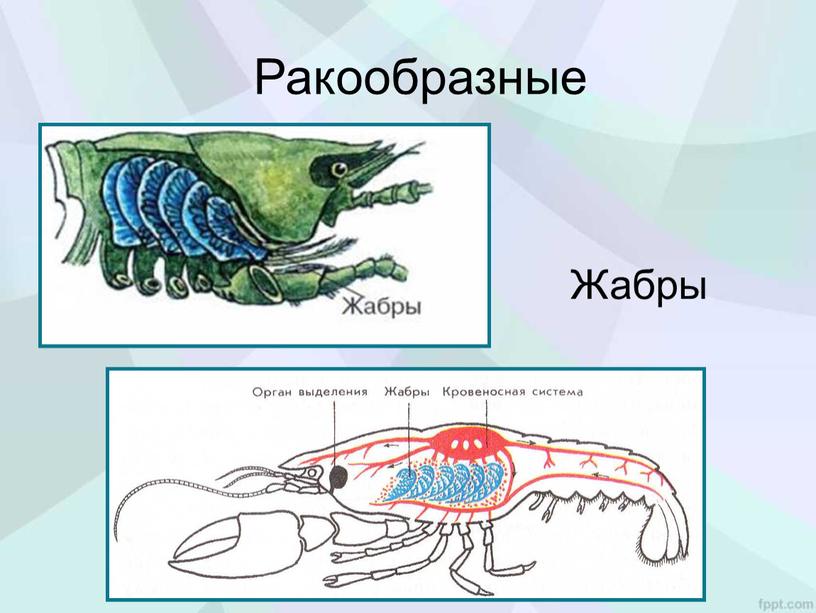 Ракообразные Жабры