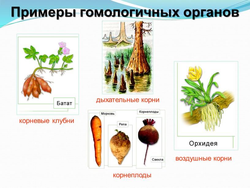 Примеры гомологичных органов корневые клубни дыхательные корни воздушные корни корнеплоды