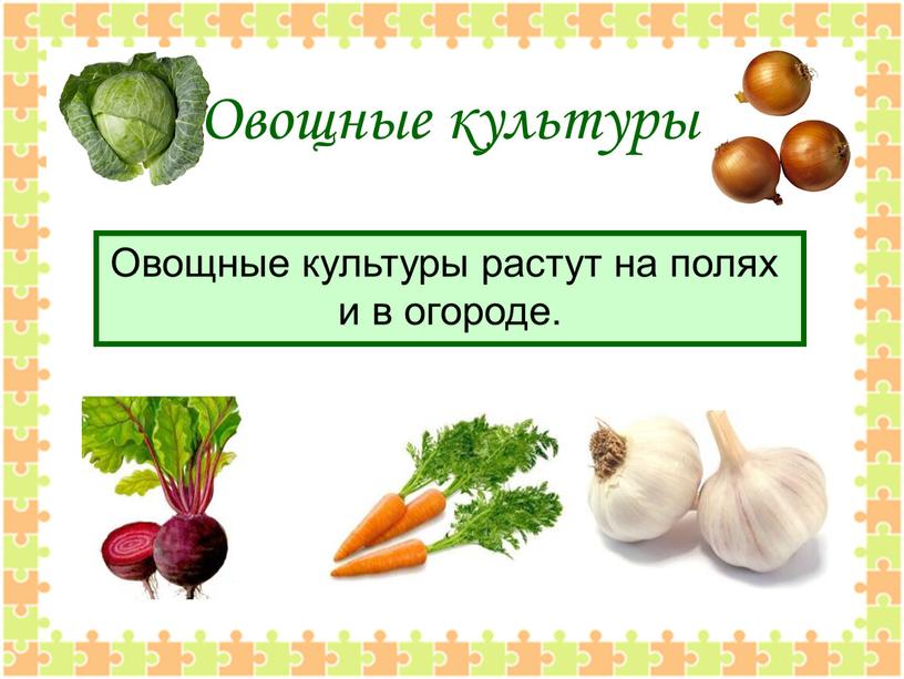 Овощные культуры Овощные культуры растут на полях и в огороде