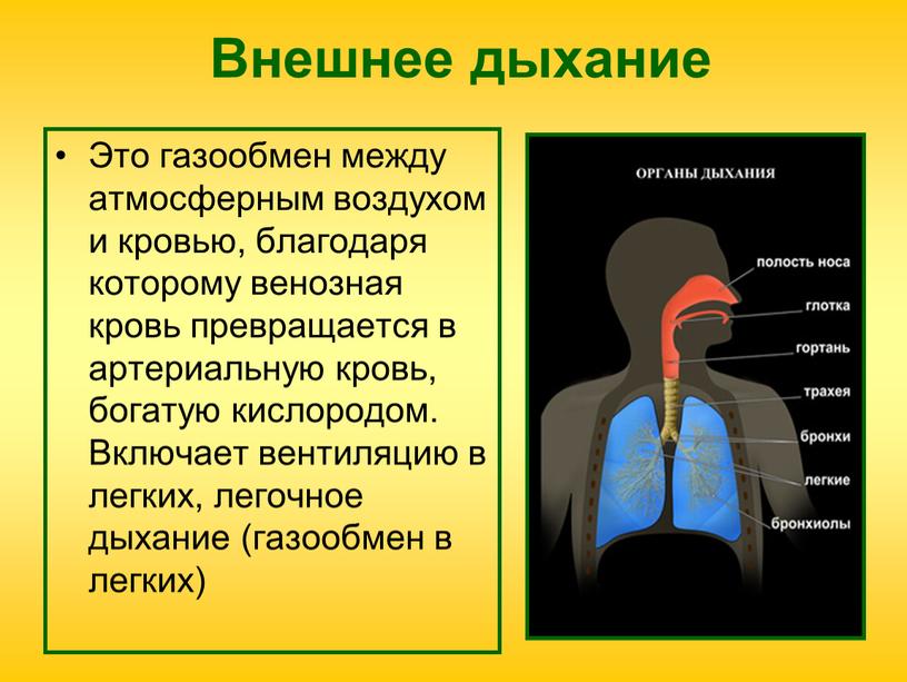 Внешнее дыхание Это газообмен между атмосферным воздухом и кровью, благодаря которому венозная кровь превращается в артериальную кровь, богатую кислородом