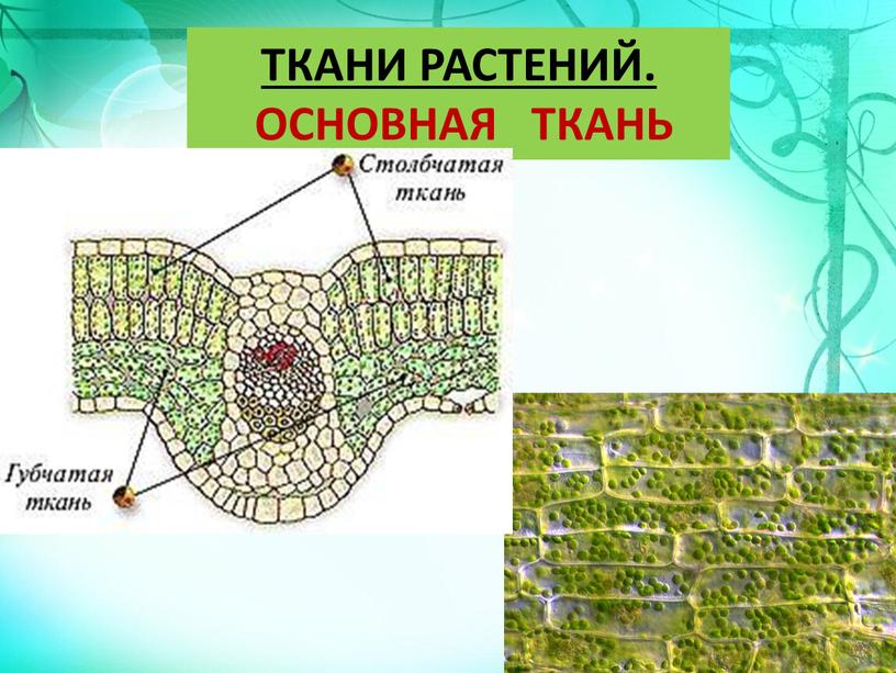 ТКАНИ РАСТЕНИЙ. ОСНОВНАЯ ТКАНЬ