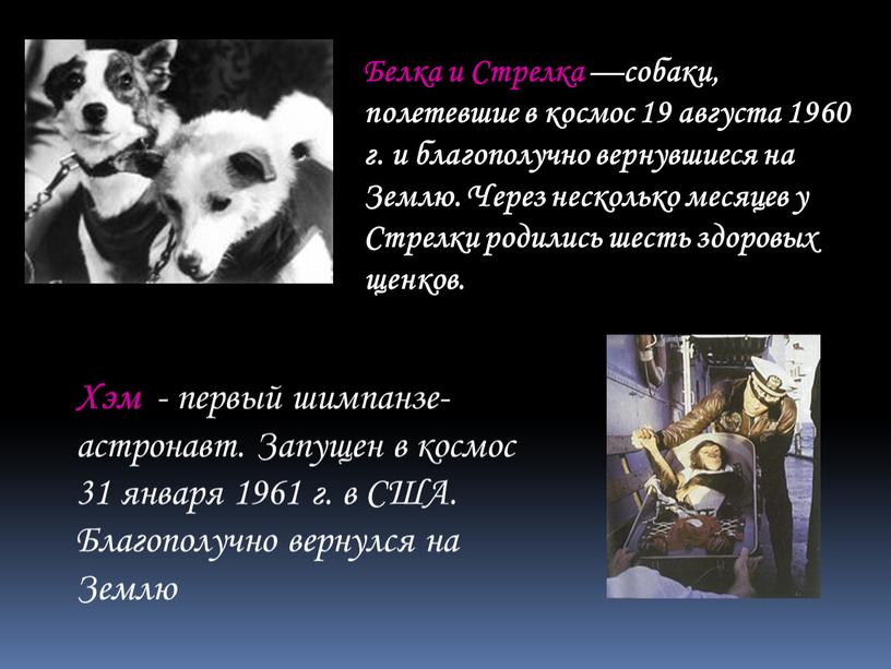 Белка и Стрелка — собаки, полетевшие в космос 19 августа 1960 г