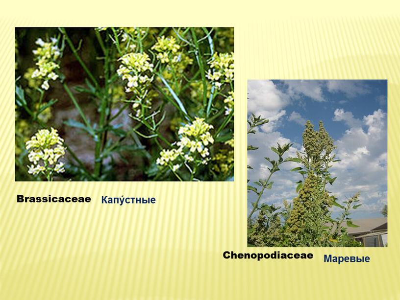 Brassicaceae Chenopodiaceae Капу́стные