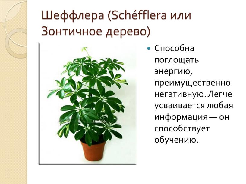 Шеффлера (Schéfflera или Зонтичное дерево)