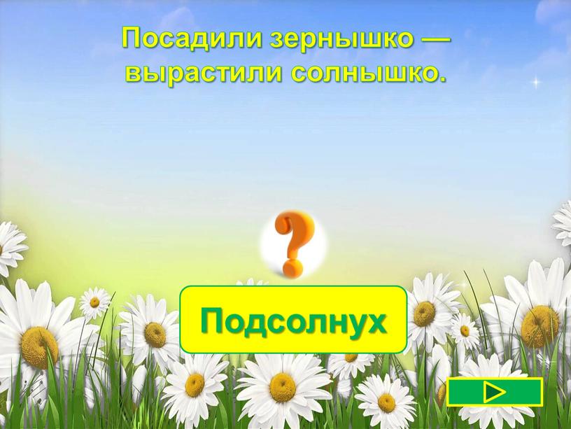 Подсолнух Посадили зернышко — вырастили солнышко