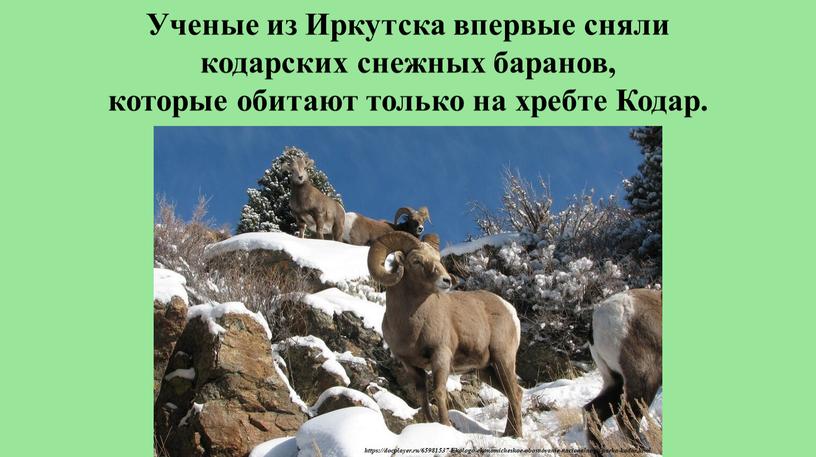 Ученые из Иркутска впервые сняли кодарских снежных баранов, которые обитают только на хребте