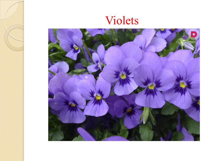 Violets Violet