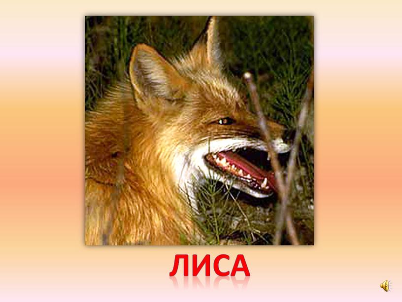 лиса