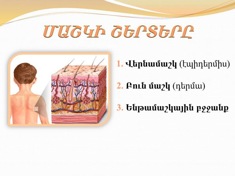 ՄԱՇԿԻ ՇԵՐՏԵՐԸ 1. Վերնամաշկ (էպիդերմիս) 2. Բուն մաշկ (դերմա) 3. Ենթամաշկային բջջանք