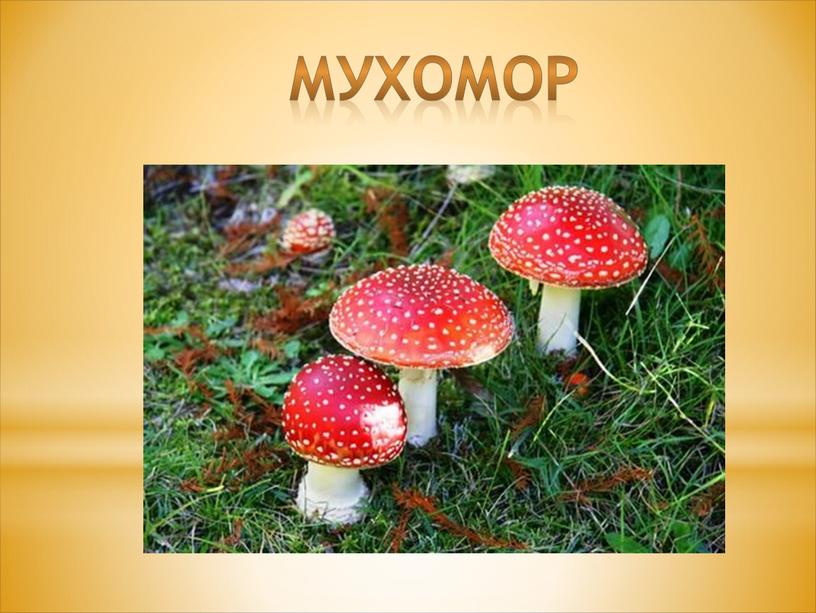 мухомор