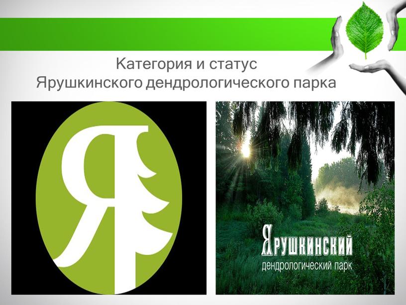 Категория и статус Ярушкинского дендрологического парка