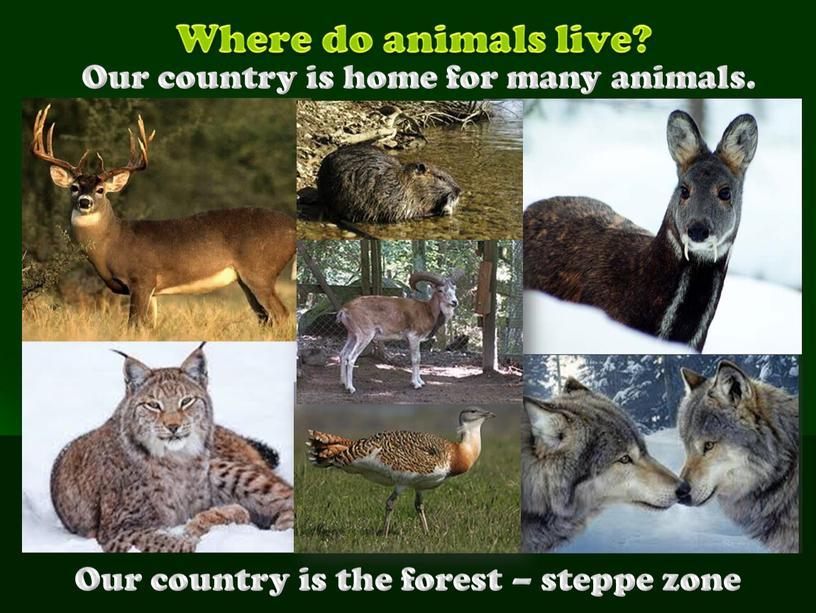 Where do animals live? Our country is home for many animals