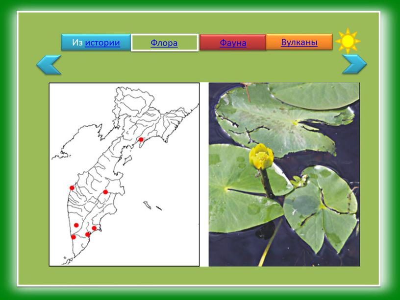 Из истории Флора Фауна Вулканы