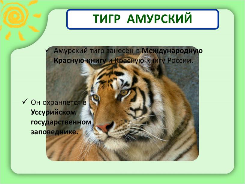 ТИГР АМУРСКИЙ Амурский тигр занесён в