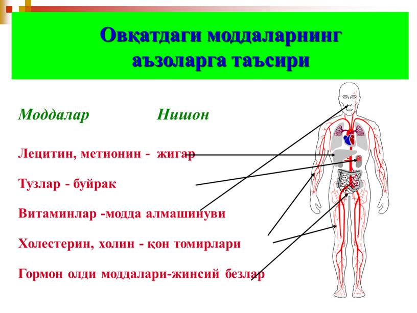 Овқатдаги моддаларнинг аъзоларга таъсири