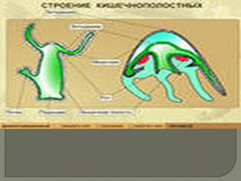 Кишечнополостные , 8класс, биология