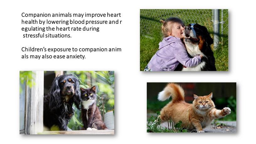 Companion animals may improve heart health by lowering blood pressure and regulating the heart rate during stressful situations