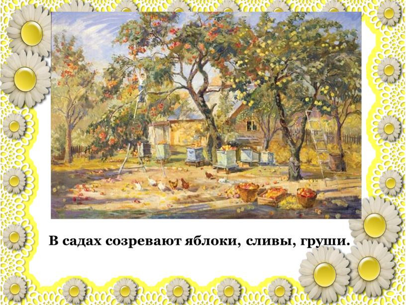 В садах созревают яблоки, сливы, груши