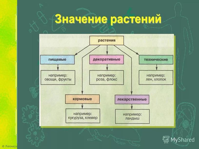 Презентация. Использование  схем и таблиц  на уроках географии и биологии