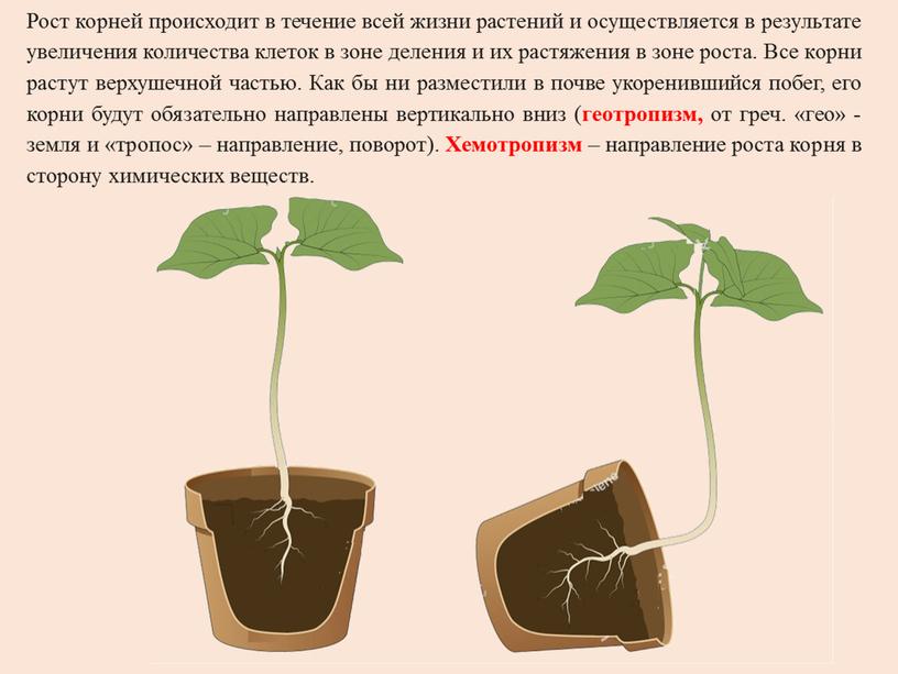 Рост корней происходит в течение всей жизни растений и осуществляется в результате увеличения количества клеток в зоне деления и их растяжения в зоне роста