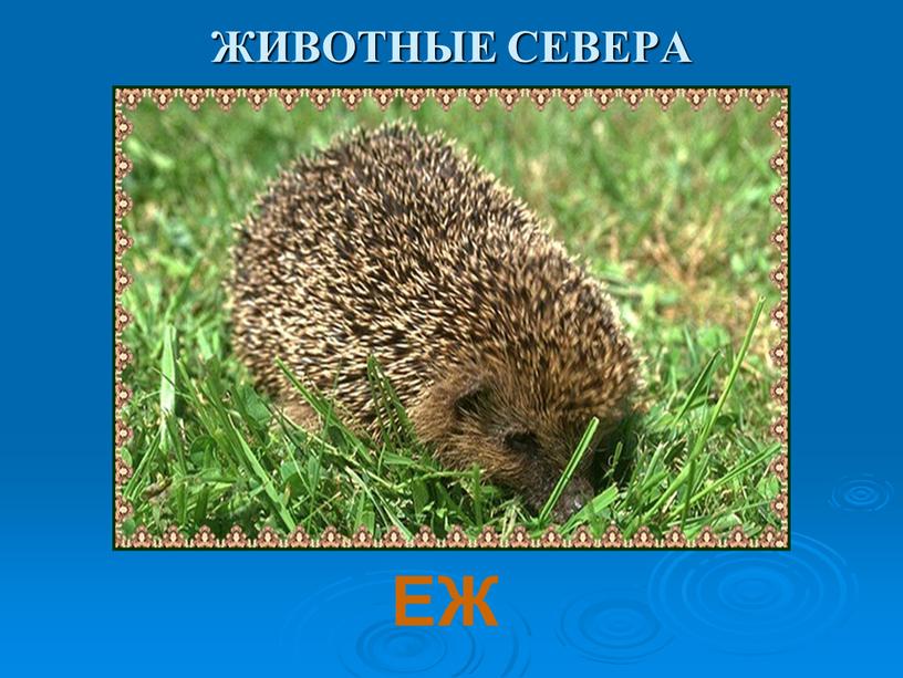 ЖИВОТНЫЕ СЕВЕРА ЕЖ