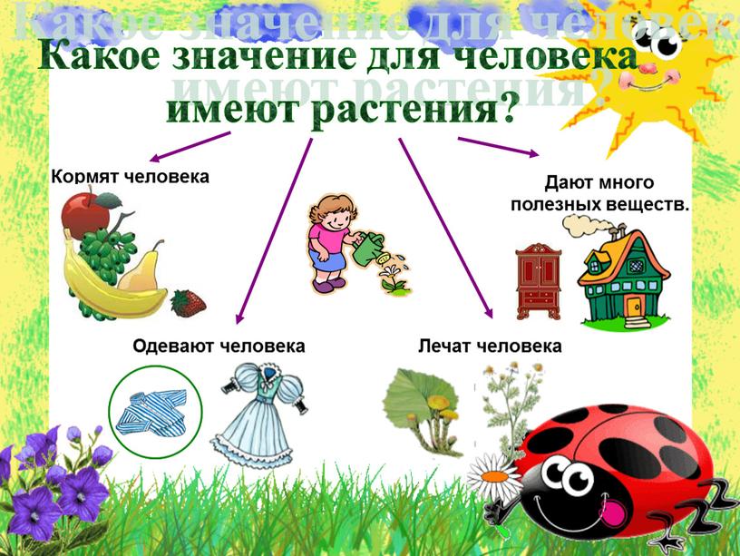 Какое значение для человека имеют растения?