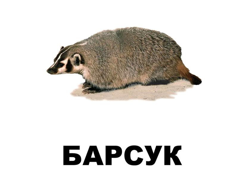 БАРСУК