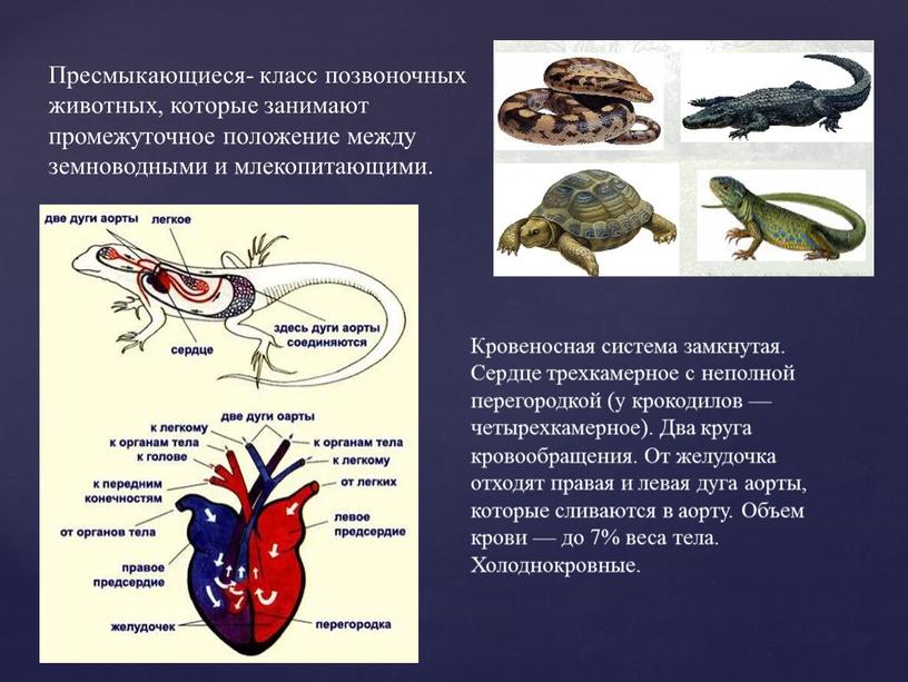 Пресмыкающиеся- класс позвоночных животных, которые занимают промежуточное положение между земноводными и млекопитающими