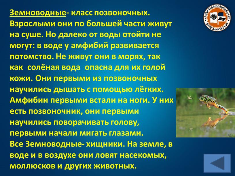 Земноводные - класс позвоночных