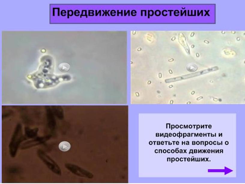 Презентация по биологии 7 класс "Общая характеристика простейших"