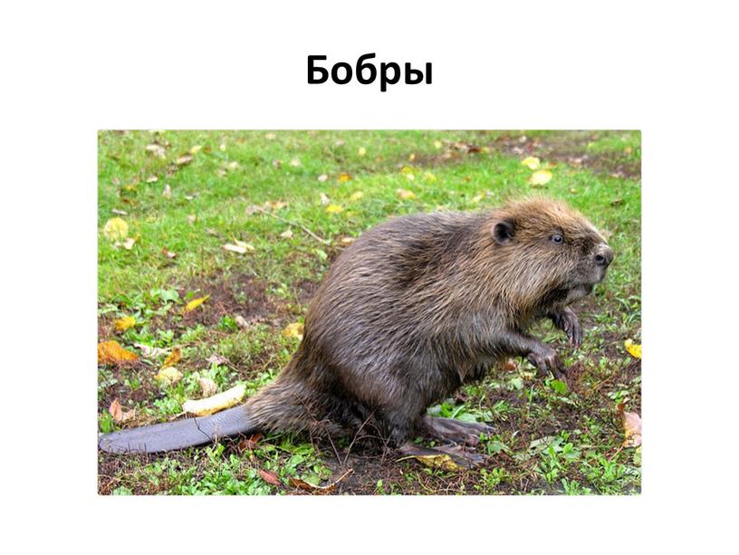 Бобры