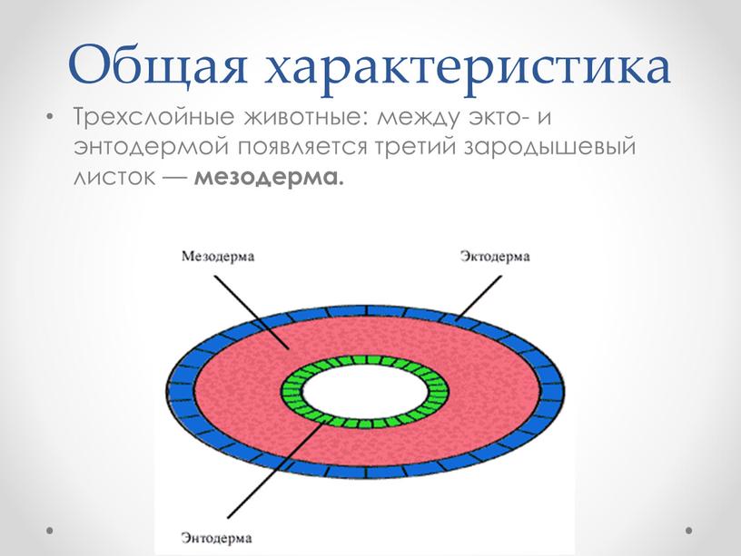 Общая характеристика Трехслойные животные: между экто- и энтодермой появляется третий зародышевый листок — мезодерма