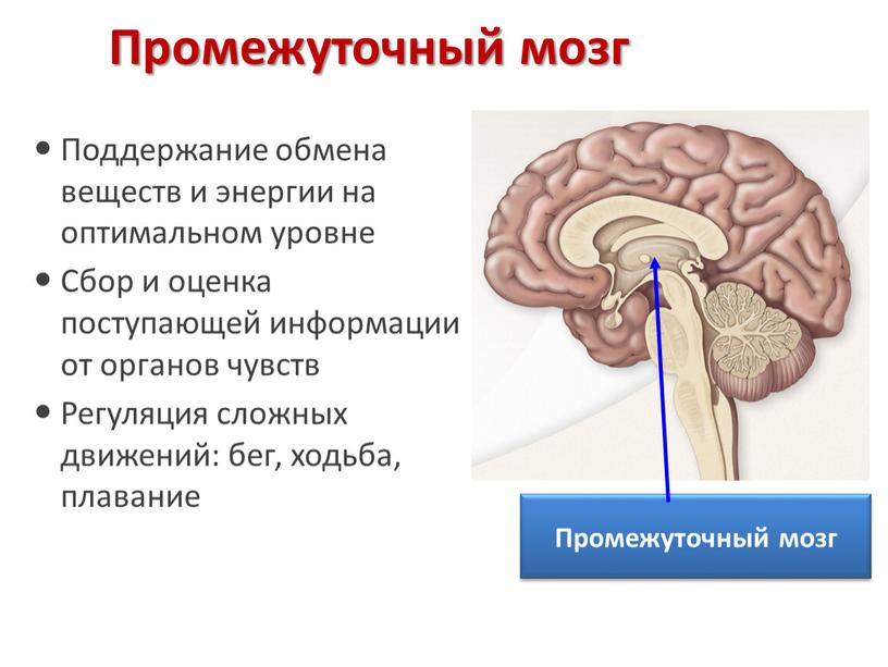 Промежуточный мозг Поддержание обмена веществ и энергии на оптимальном уровне