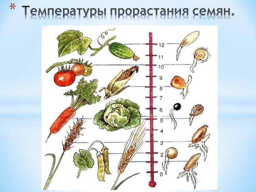 Температуры прорастания семян.