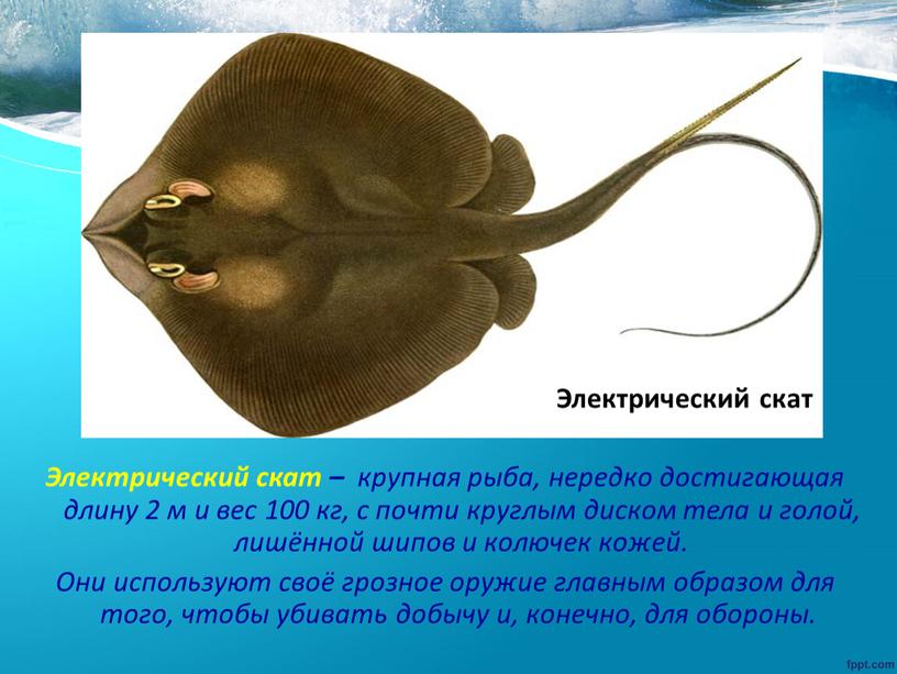 Электрический скат – крупная рыба, нередко достигающая длину 2 м и вес 100 кг, с почти круглым диском тела и голой, лишённой шипов и колючек…