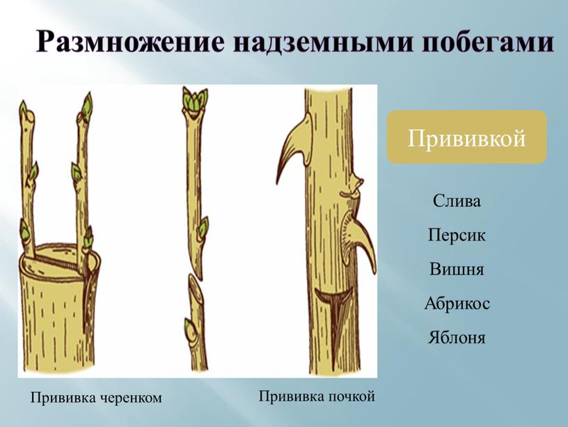 Размножение надземными побегами