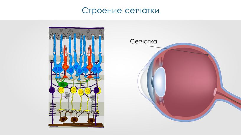 Строение сетчатки