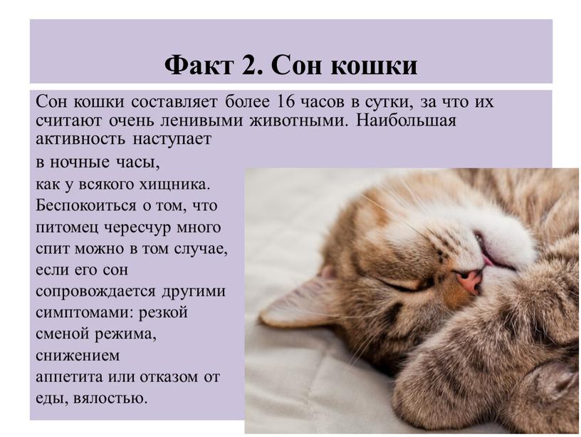 Сон кошки составляет более 16 часов в сутки, за что их считают очень ленивыми животными