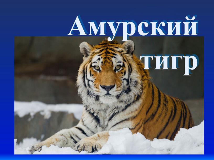 Амурский тигр