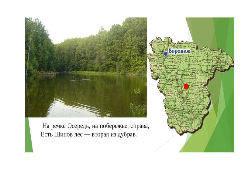 Презентация на тему: «Шипов лес – богатство Воронежской области»