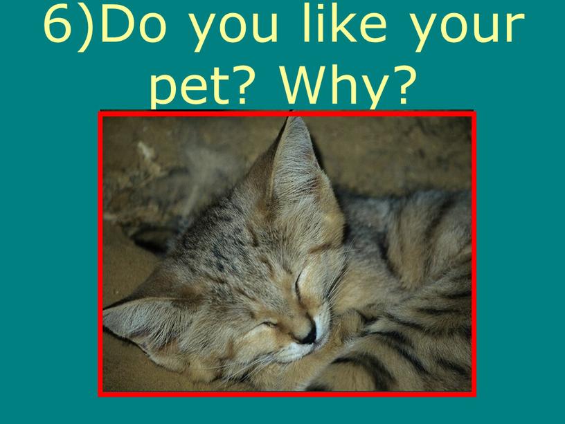 6)Do you like your pet? Why?