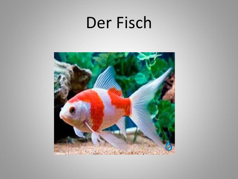 Der Fisch