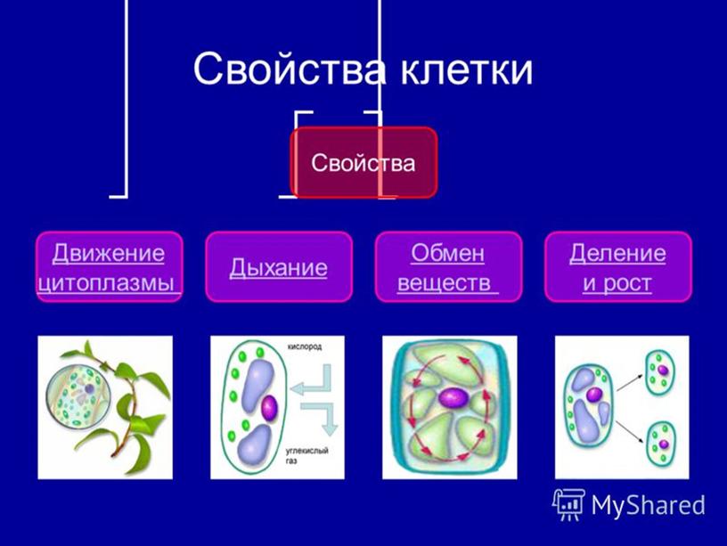 Жизнедеятельность клетки