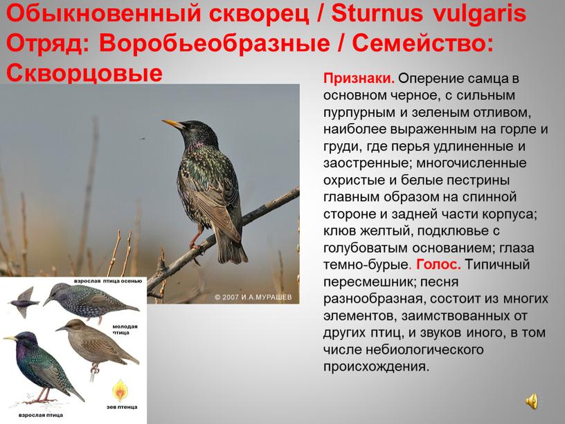 Обыкновенный скворец / Sturnus vulgaris