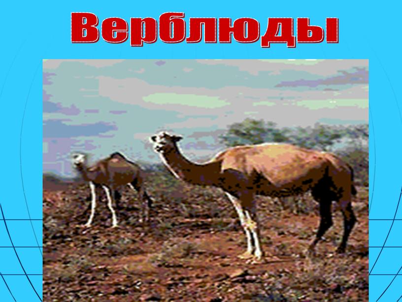 Верблюды