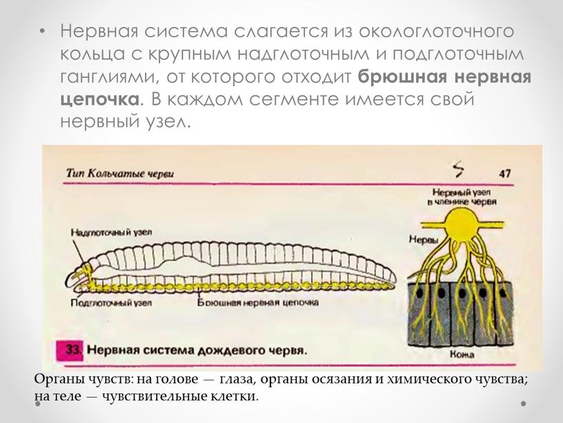 Нервная система слагается из окологлоточного кольца с крупным надглоточным и подглоточным ганглиями, от которого отходит брюшная нервная цепочка