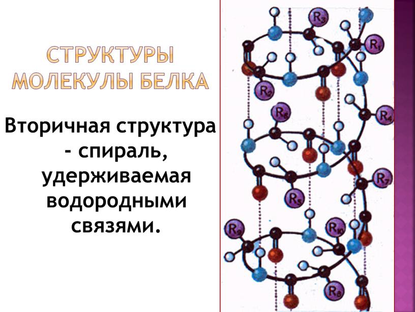 Вторичная структура - спираль, удерживаемая водородными связями