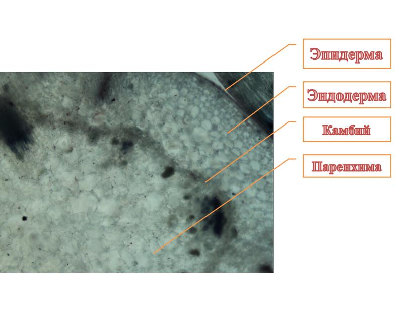 Эпидерма Эндодерма Камбий Паренхима